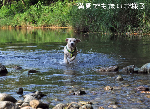 レトリバー　水遊び！