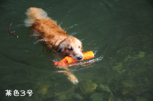 レトリバー　水遊び！