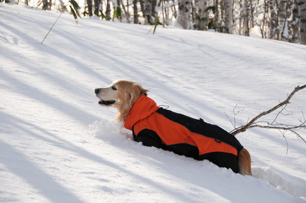 犬連れ雪遊び 菅平 スノーシューハイク sgt01.jpg