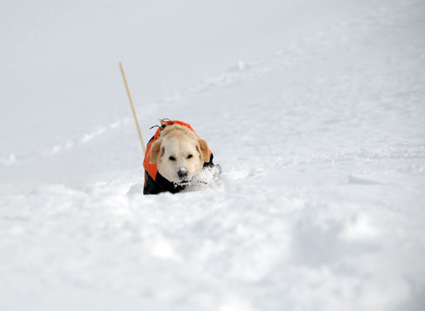 犬連れ雪遊び 菅平 スノーシューハイク sgt02.jpg