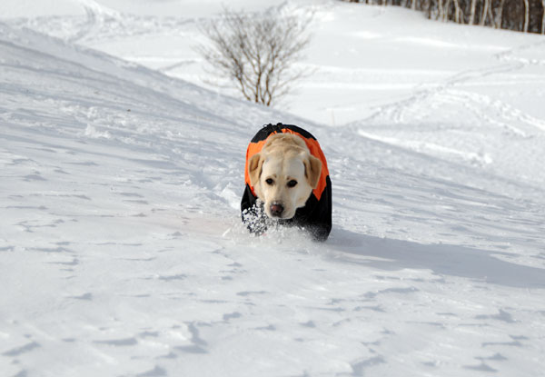 犬連れ雪遊び 菅平 スノーシューハイクsgt04.jpg