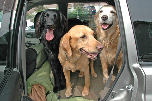 『あいんどっく』スタッフ犬 ThreeRETRIEVERs 『あいんどっく』スタッフ犬 ThreeRETRIEVERs