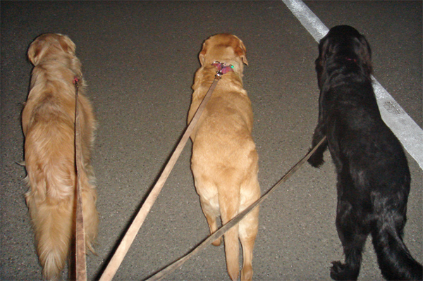 『あいんどっく』スタッフ犬 ThreeRETRIEVERs 『あいんどっく』スタッフ犬 ThreeRETRIEVERs