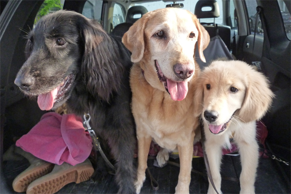 『あいんどっく』スタッフ犬 ThreeRETRIEVERs 『あいんどっく』スタッフ犬 ThreeRETRIEVERs