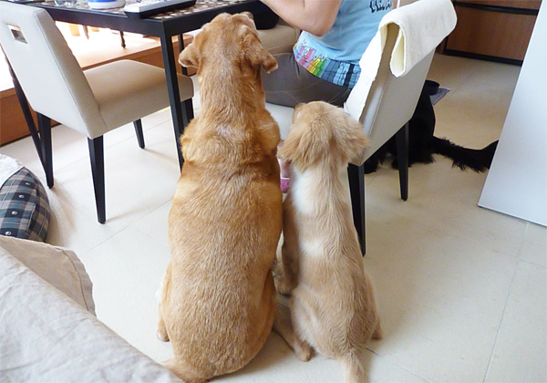 『あいんどっく』スタッフ犬 ThreeRETRIEVERs 『あいんどっく』スタッフ犬 ThreeRETRIEVERs
