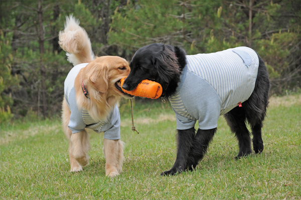 『あいんどっく』スタッフ犬 ThreeRETRIEVERs 『あいんどっく』スタッフ犬 ThreeRETRIEVERs