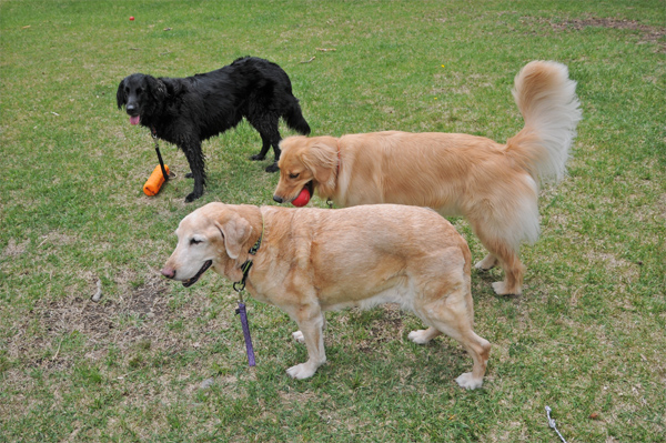『あいんどっく』スタッフ犬 ThreeRETRIEVERs 『あいんどっく』スタッフ犬 ThreeRETRIEVERs
