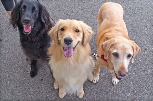『あいんどっく』スタッフ犬 ThreeRETRIEVERs 『あいんどっく』スタッフ犬 ThreeRETRIEVERs