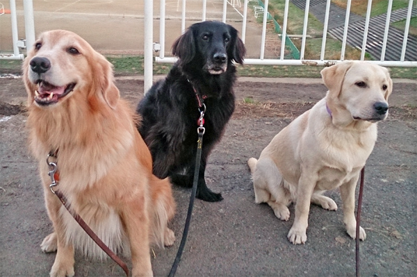 『あいんどっく』スタッフ犬 ThreeRETRIEVERs 『あいんどっく』スタッフ犬 ThreeRETRIEVERs