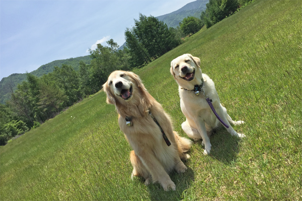 『あいんどっく』スタッフ犬 ThreeRETRIEVERs 『あいんどっく』スタッフ犬 ThreeRETRIEVERs