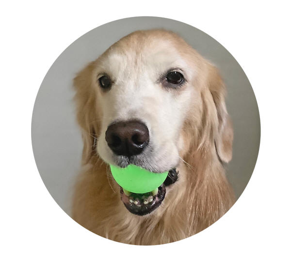 Chuckit Maxグロー ボールm 蓄光 夜 暗くなってからもボール遊び 光るボール チャキット 犬のおもちゃ 大型犬 あいんどっく