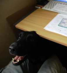 20060810.jpg