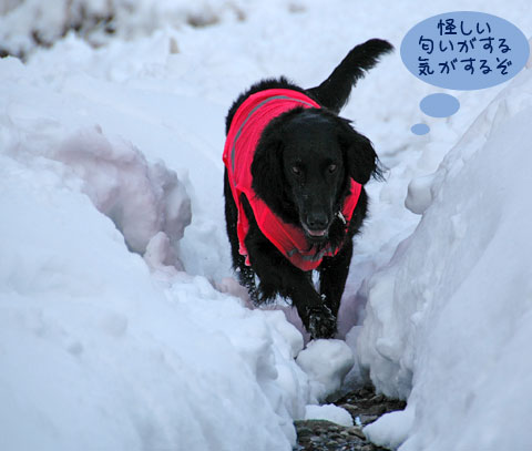 20070121_26ss.jpg