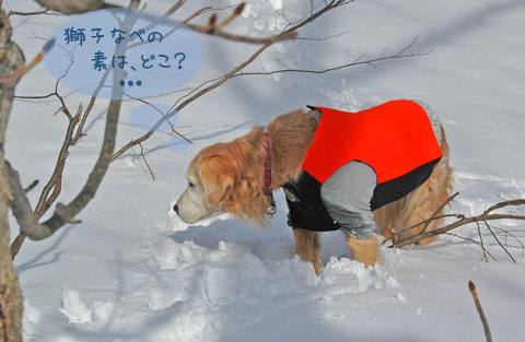 20070121_32ss.jpg