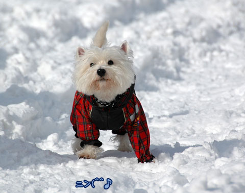20070121_39ss.jpg