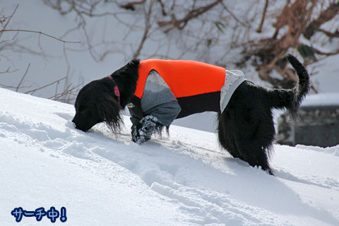 20070121_62ss.jpg