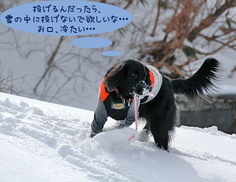 20070121_64ss.jpg