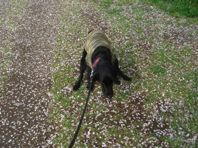 20070411.jpg