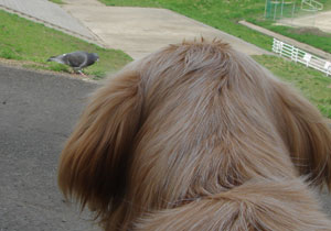 20070416-1.jpg