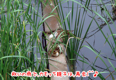 20070703.jpg