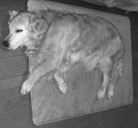 20070811.jpg
