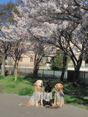 20080404.jpg