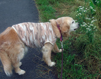 20080623.jpg