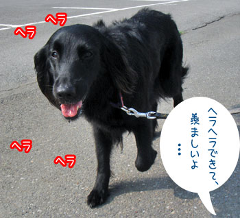 20080703.jpg