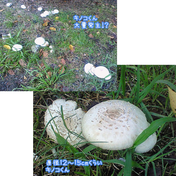 20080907.jpg