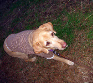 20081207.jpg