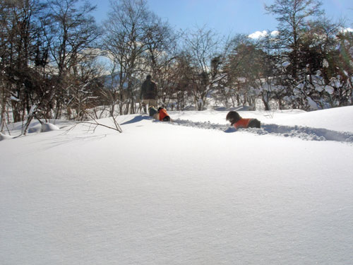20090113.jpg
