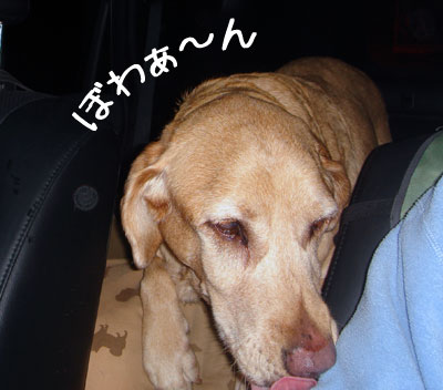 20090131-02.jpg
