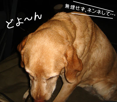 20090131-03.jpg