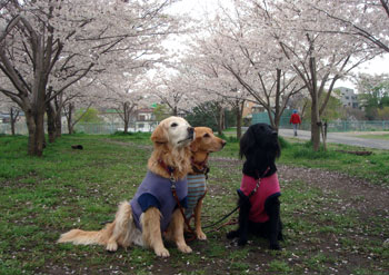 20090309.jpg