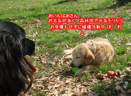 20090412-2.jpg