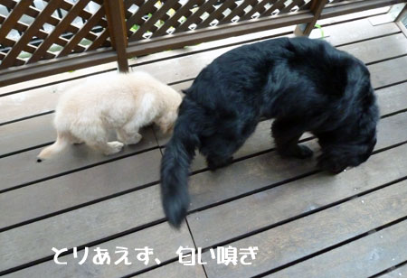 20100715-02.jpg