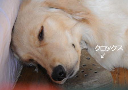 20110203.jpg