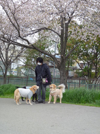 20110409.jpg
