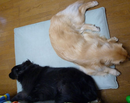 20110701.jpg