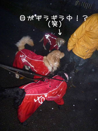 20111204.jpg