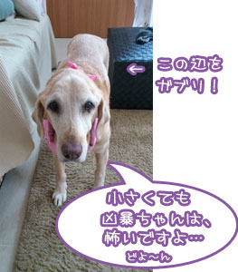 20120803.jpg