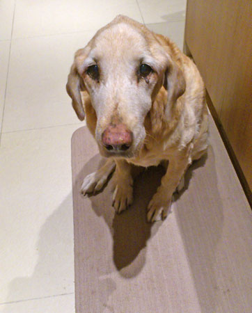 20121116.jpg