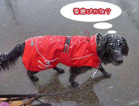 20130206.jpg
