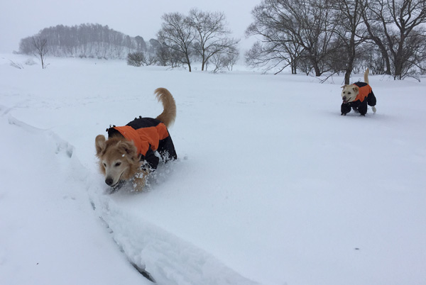 犬連れスノーシュー @桧原湖