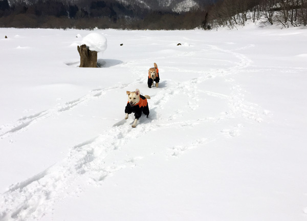 犬連れスノーシュー @桧原湖