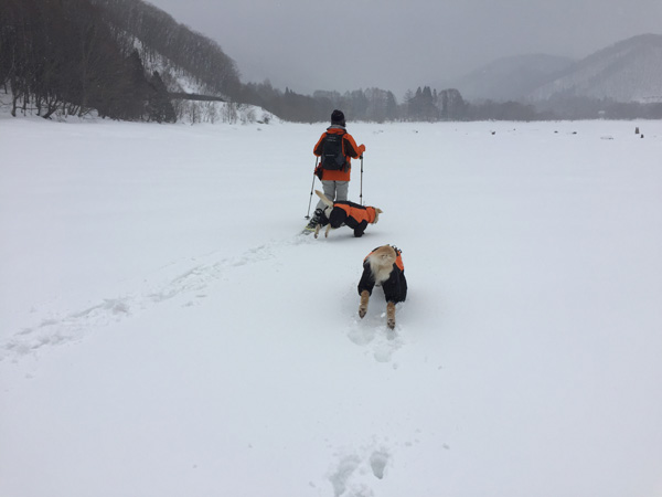 犬連れスノーシュー @桧原湖