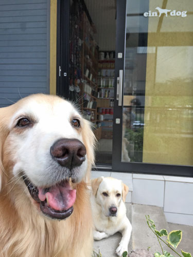 あいんどっく スタッフ犬 あすた ゴールデンレトリーバー　すぅ　ラブラドールレトリーバー