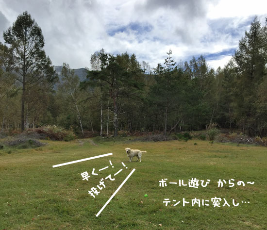 山籠もり　犬連れキャンプ　大型犬　ゴールデンレトリーバー,ラブラドールレトリーバー,フラットコーテッドレトリーバー