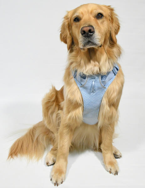 ���t�E�F�A �t�����g�����W �t���b�N�X�n�[�l�X �S�[���f�����g���o�[�i�����ȁjM�T�C�Y���p�� �O���̉��悪�L���V�f��