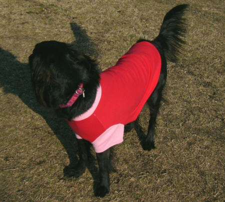カラーオーダー犬服 犬の服 大型犬 オーダーメイド ハンドメイドウェア 